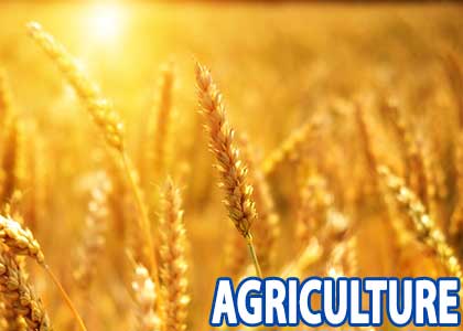 Agriculture Packaging Wholesaler